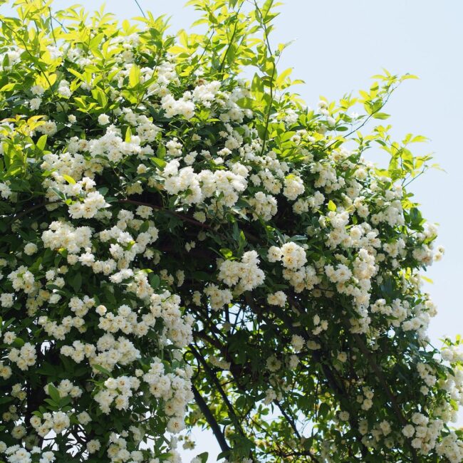 Rosier Banks – Rosa banksiae