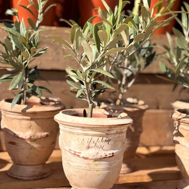 Pots Anduze - Poterie de la madeleine - Patine