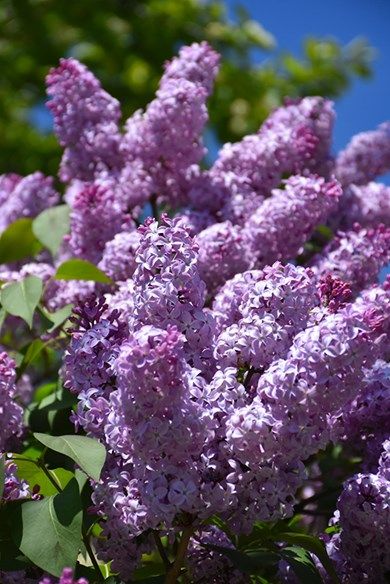 Lilas – Syringa vulgaris