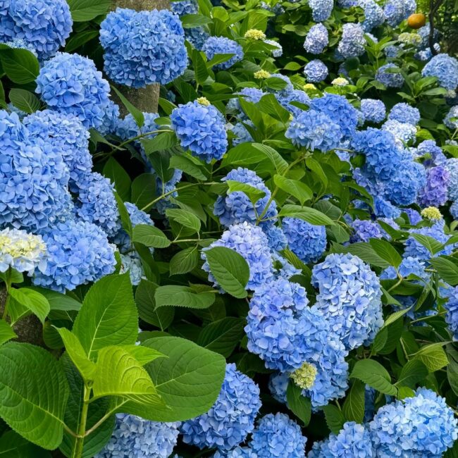 Hortensia bleu – Hydrangea macrophylla