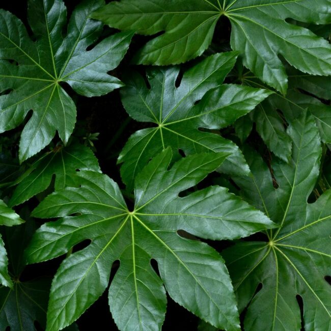 Fatsia japonica – Aralia du Japon