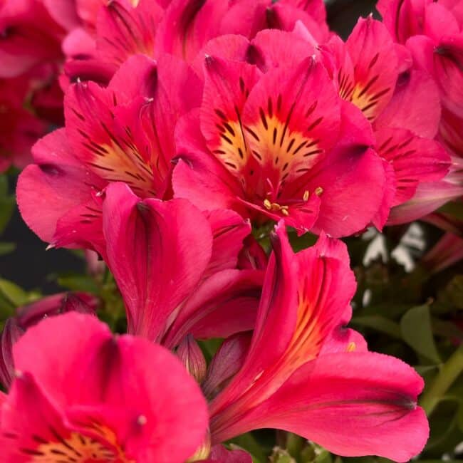 Alstroemeria ‘Roma’ – Lis des Incas