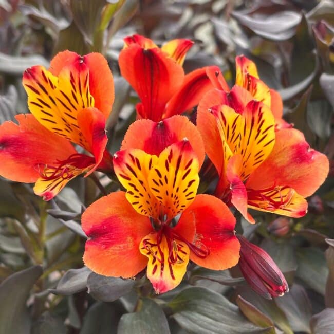 Alstroemeria ‘Indian Summer’ – Lis des Incas