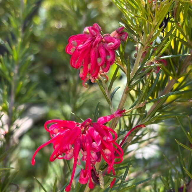 Grevillea juniperina