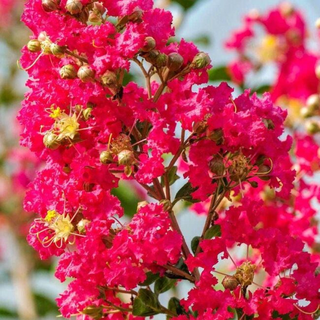 Lagerstroemia Arbustif -  "Lilas des indes"