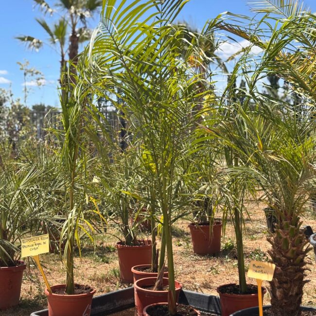 Roystonea regia – Palmier royal de Cuba