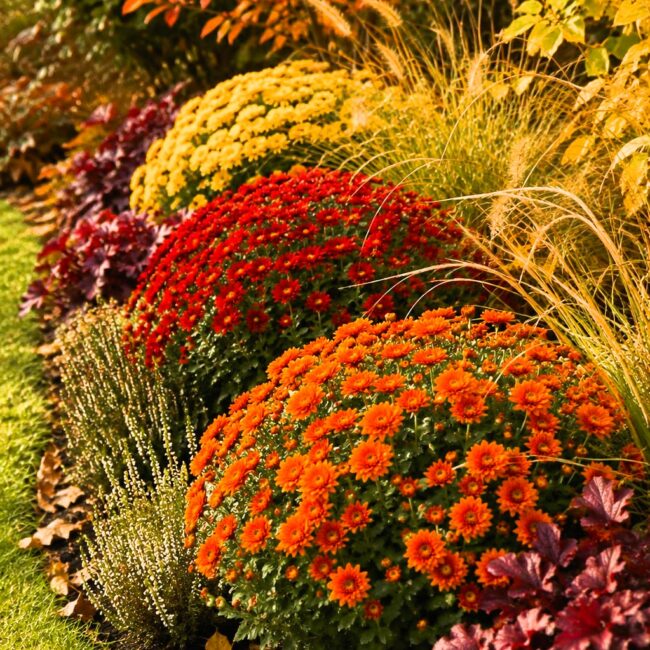 Plantes d'automne